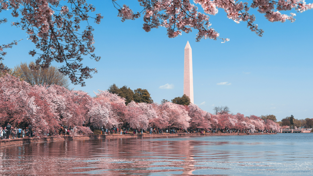 The Washington Monument and cherry blossoms.